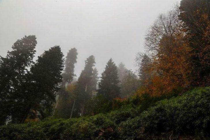 Örümcek Ormanları’nda Sonbahar Renkleri G3