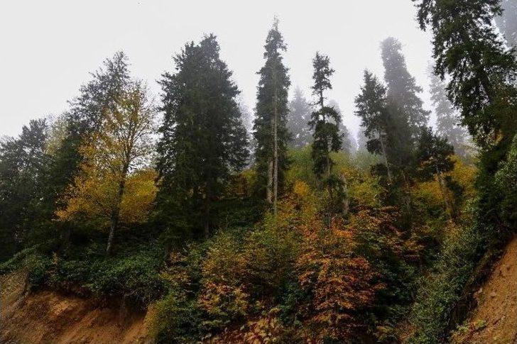 Örümcek Ormanları’nda Sonbahar Renkleri G4