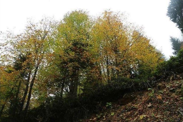 Örümcek Ormanları’nda Sonbahar Renkleri G5