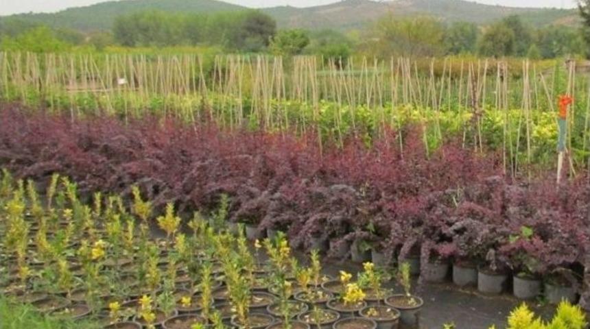 3 Milyon Fidan Toprakla Bulaşacak