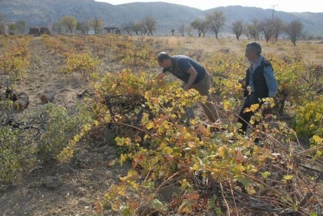 Diyarbakır&rsquo;da Bağbozumu Zamanı