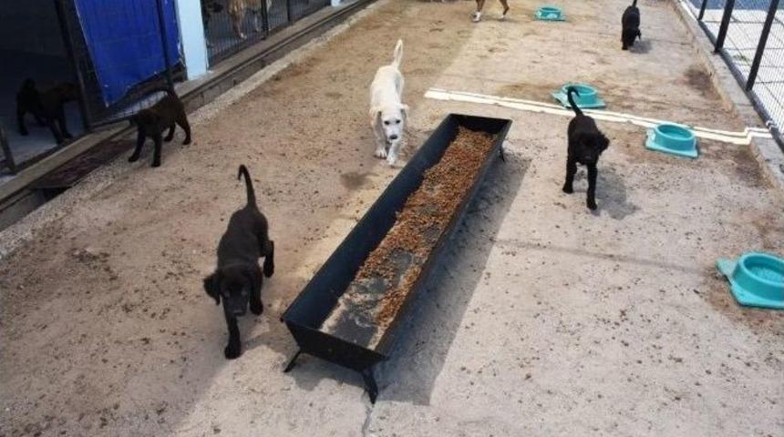 9 Ayda 745 Yaralı Hayvan Tedavi Edildi