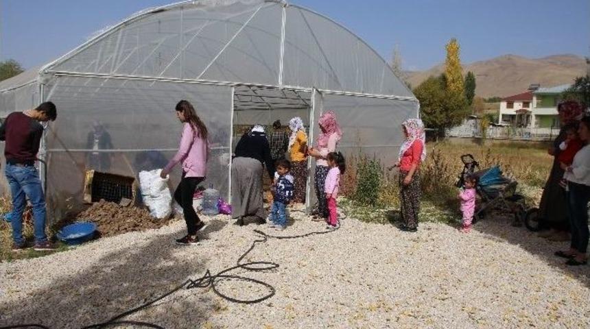 Varto&rsquo;da Seracılık