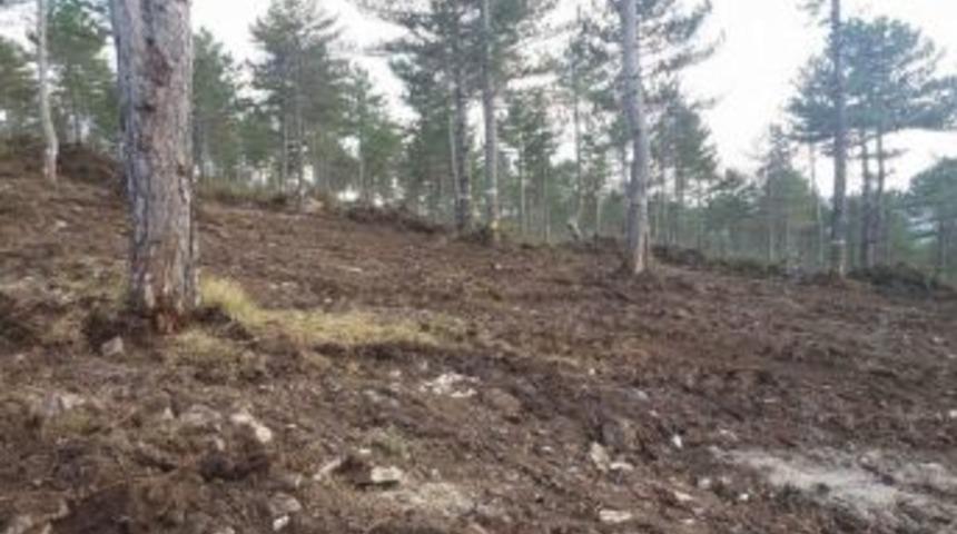 Vezirk&ouml;pr&uuml;&rsquo;de Ormanların Genetik Yapısı Korunuyor