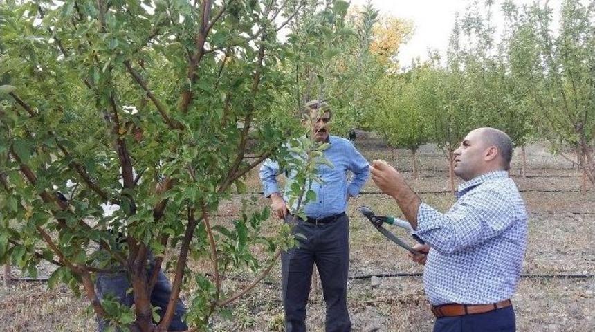 Meyve Bah&ccedil;elerinde Sonbahar Bakımı