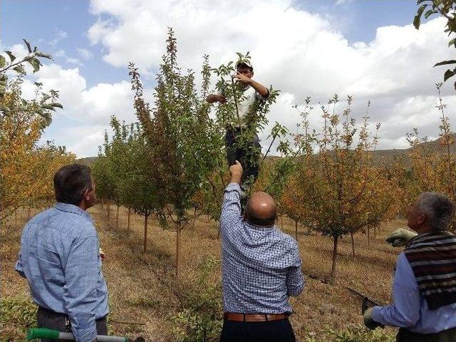 Meyve Bah&ccedil;elerinde Sonbahar Bakımı 1