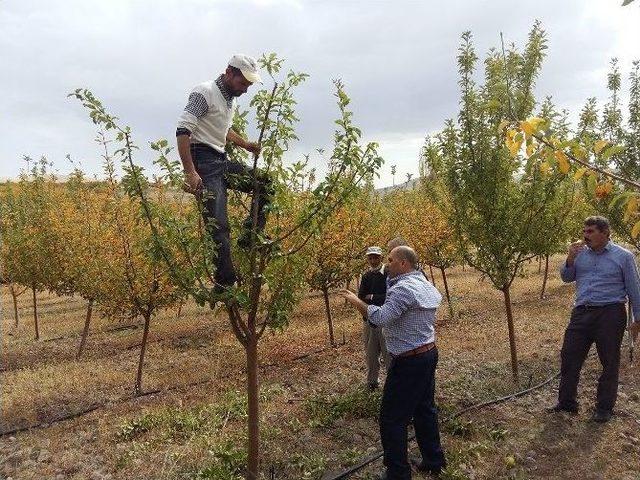 Meyve Bahçelerinde Sonbahar Bakımı