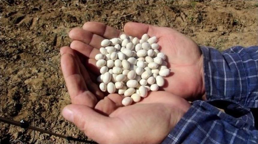 K&ouml;se Fas&uuml;lyesi İspir Fas&uuml;lyesi&rsquo;ne Rakip