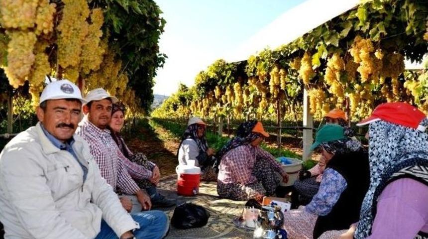 &Uuml;z&uuml;m Bağlarına G&ouml;zleri Gibi Bakıyorlar