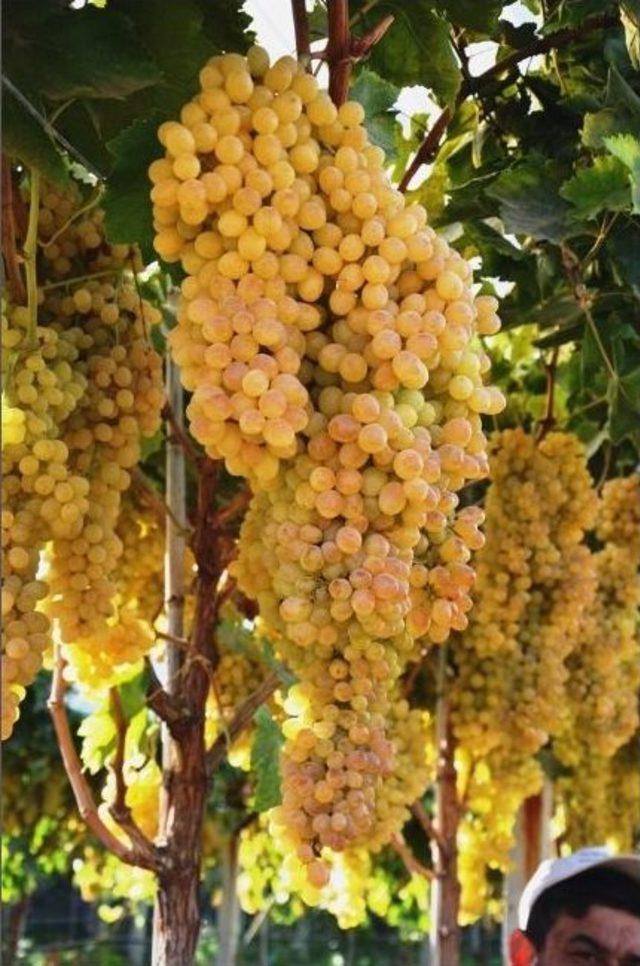 &Uuml;z&uuml;m Bağlarına G&ouml;zleri Gibi Bakıyorlar 1