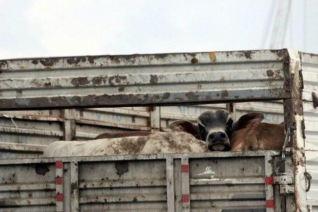 Brezilya’dan Türkiye’ye 16 Bin 500 Hayvan Getirildi