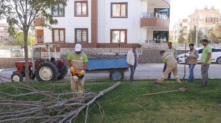 Yeni Ağa&ccedil;lar Toprakla Buluşuyor