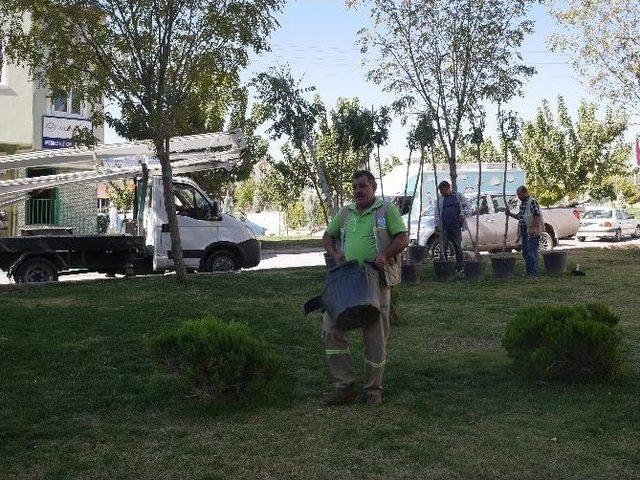 Yeni Ağa&ccedil;lar Toprakla Buluşuyor 1