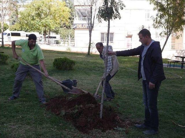 Yeni Ağa&ccedil;lar Toprakla Buluşuyor 2