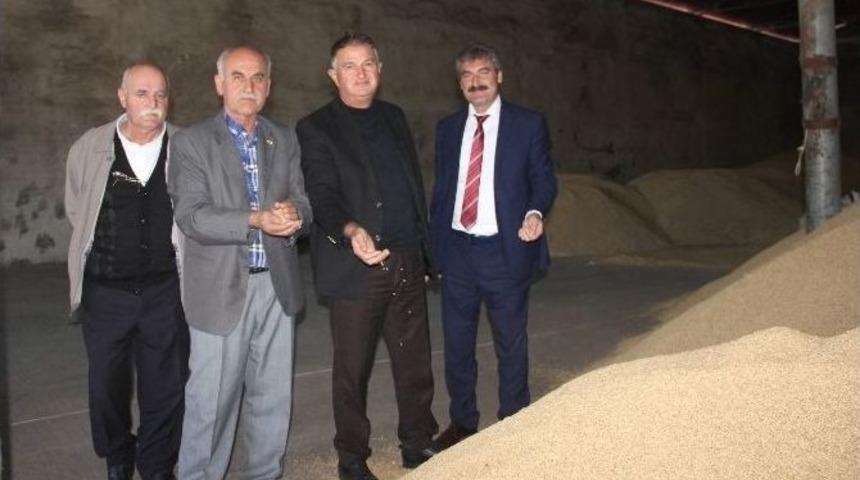 Bafra Tmo &Ccedil;eltik Alımlarına Başladı