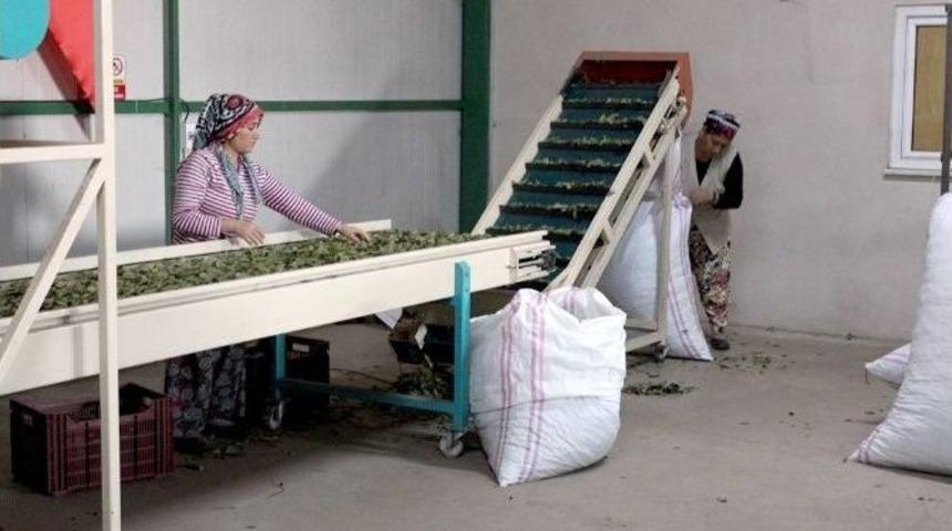 Defne Kurutma Tesisi İ&ccedil;in Tanıtım Filmi &Ccedil;ekilecek