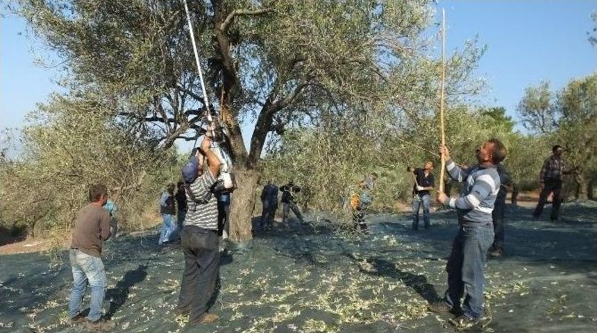 Burhaniye&rsquo;de Zeytine Sinek Zararı