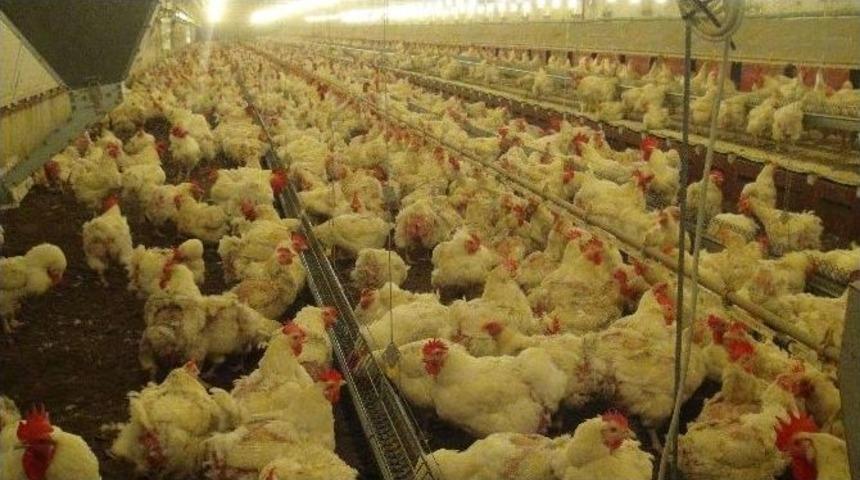 Musul Operasyonu Tavuk&ccedil;uları &Uuml;zd&uuml;