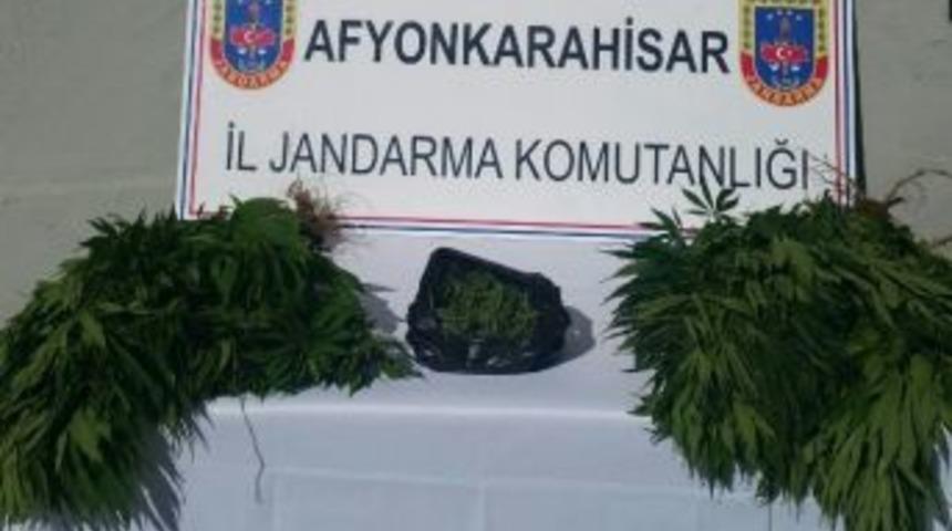 Jandarma Bah&ccedil;ede Uyuşturucu Operasyonu Yaptı