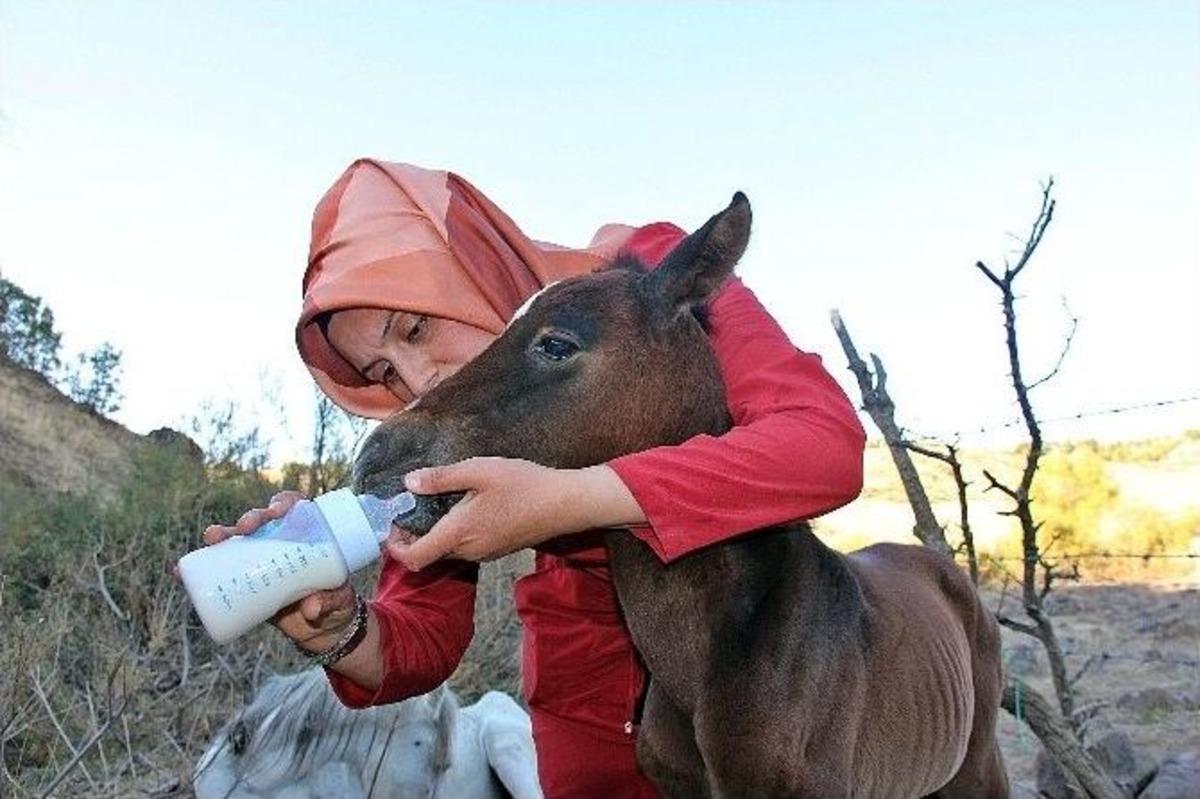 Yaralı Atı &Ouml;l&uuml;me Terk Ettiler