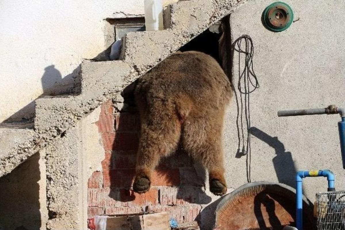 G&uuml;m&uuml;şhane Kelkit&rsquo;te G&uuml;nd&uuml;z Vakti K&ouml;ye Ayı İndi