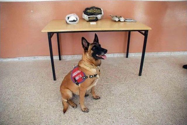 Valizdeki Esrar Kokmasın Diye Naftaline Sarmışlar 1