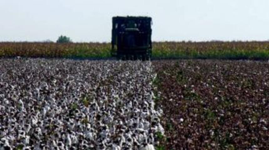 Pamukta Makineli Hasadın Neden Olduğu Kayıplar En Aza İndirilecek