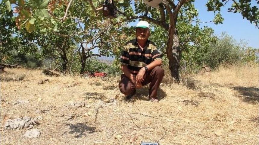 Arabeskli M&uuml;cadeleye G&uuml;neşli &Ccedil;&ouml;z&uuml;m