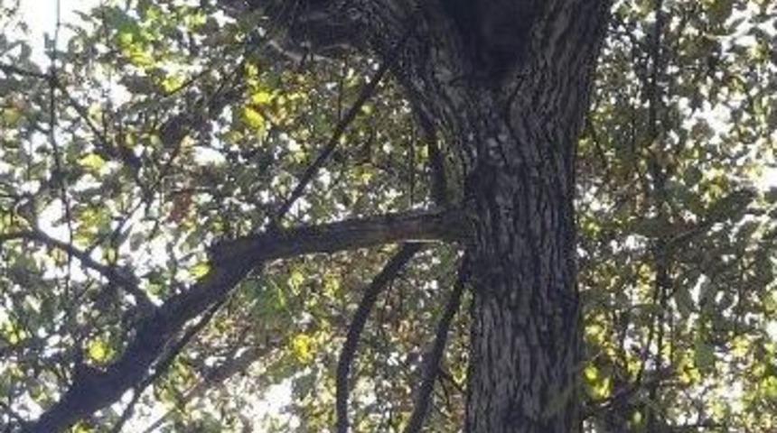 Artvin&rsquo;de K&ouml;pekten Ka&ccedil;arak Ağaca Tırmanan Ayı Yavruları Kurtarıldı