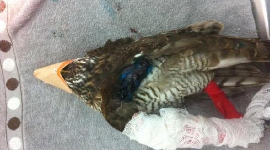 (&ouml;zel Haber) Ateşli Silahla Sol Kanadı Par&ccedil;alanan Atmaca Ameliyat Sonrası Hayata Tutundu