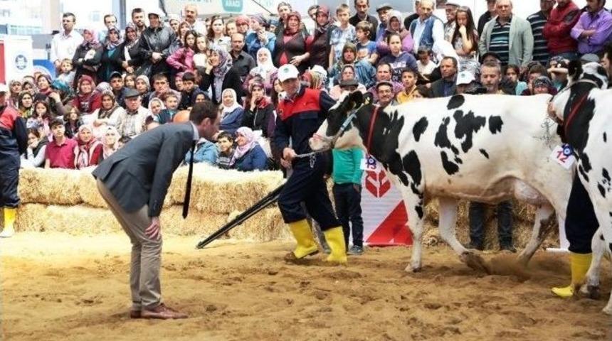 Canlı Hayvan Fuarına Aydın&rsquo;dan Gidiş D&ouml;n&uuml;şler &Uuml;cretsiz Olacak