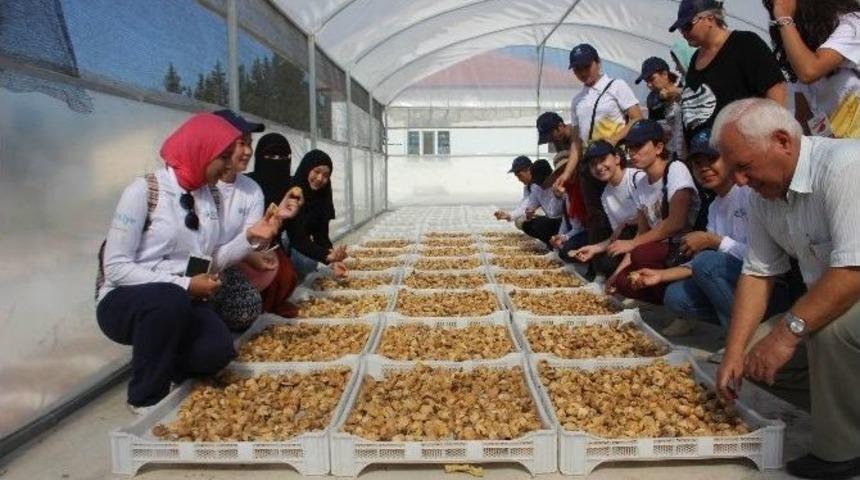 Aydınlı İncir &Uuml;reticisi Prim Desteğini Bekliyor