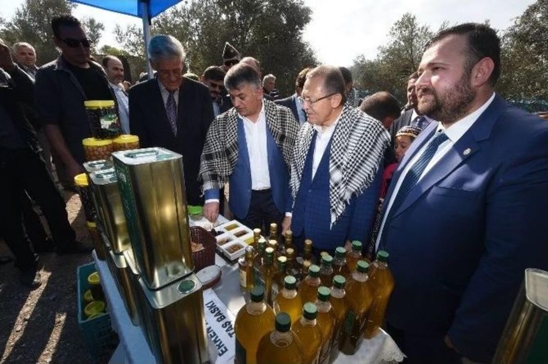 Ayvalık&rsquo;ta &rsquo;zeytin Hasat Ş&ouml;leni&rsquo; Yapıldı