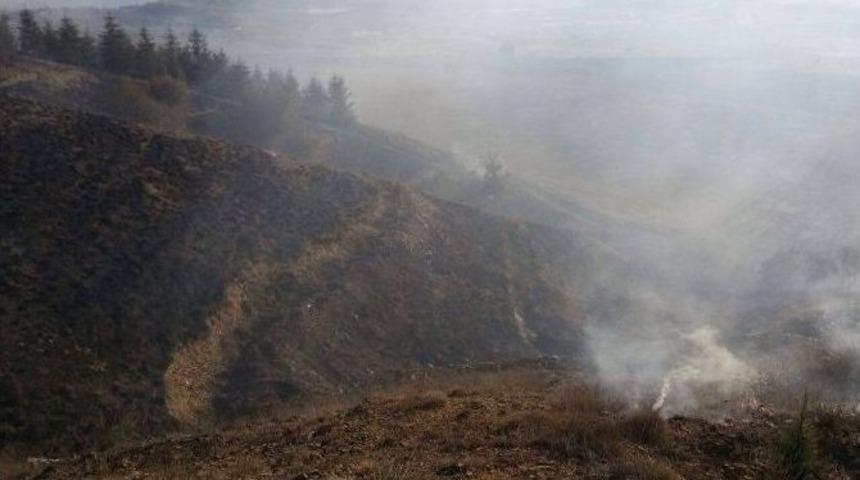 Anız Yakarken 8 Bin Fidanı K&uuml;l Ettiler