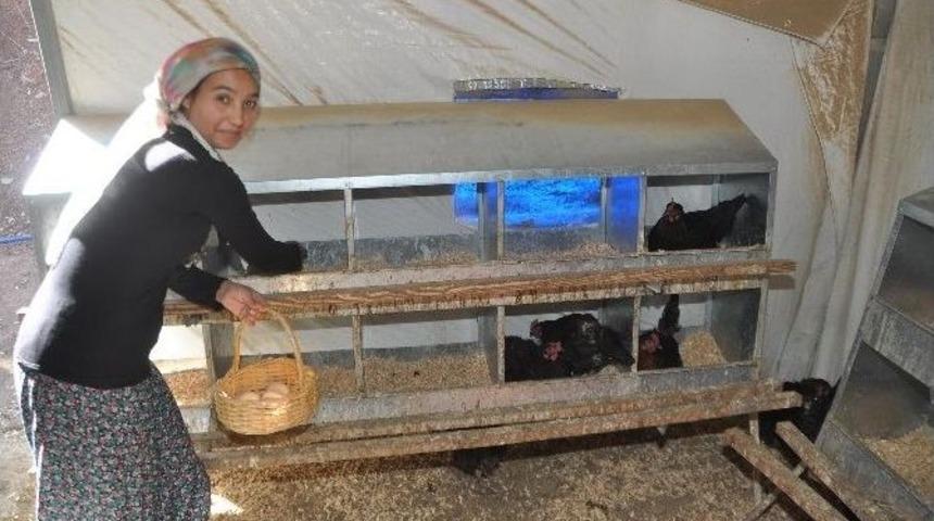 Kapıcı Olacaktı, Yumurta Tavuk&ccedil;usu Oldu