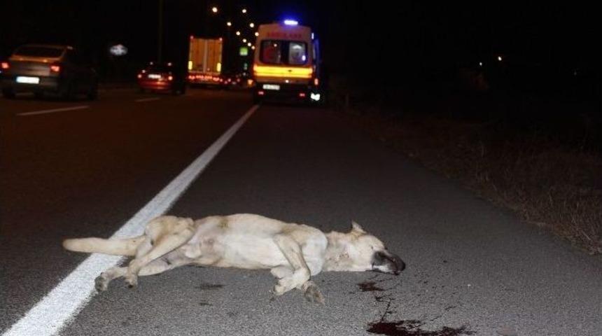 K&ouml;peğe &Ccedil;arpan S&uuml;r&uuml;c&uuml; Şarampole U&ccedil;tu!