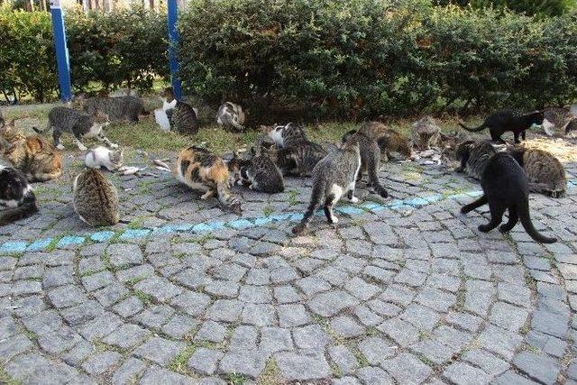 ’kedi Bölüğü’ Sabah İçtimasında