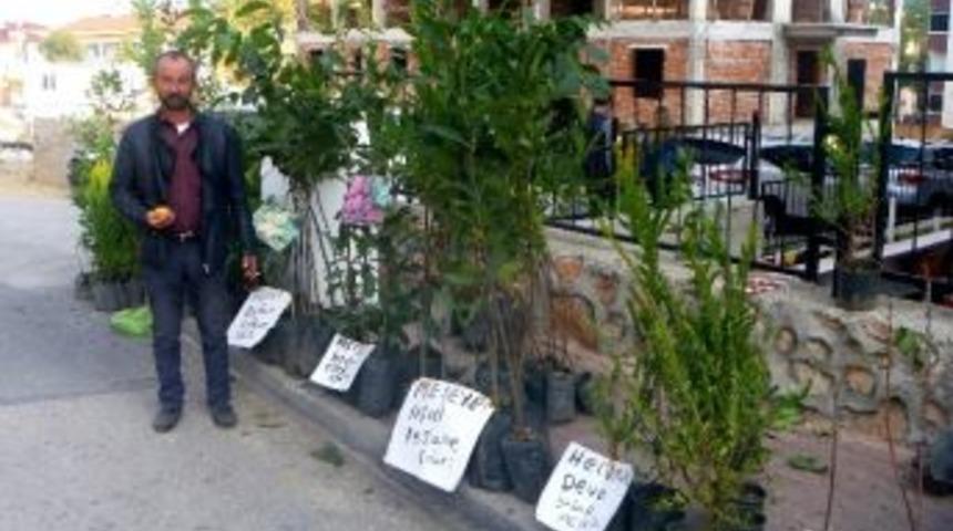 Sonbahar Mevsiminin Gelmesiyle Fidan Satışları Da Başladı