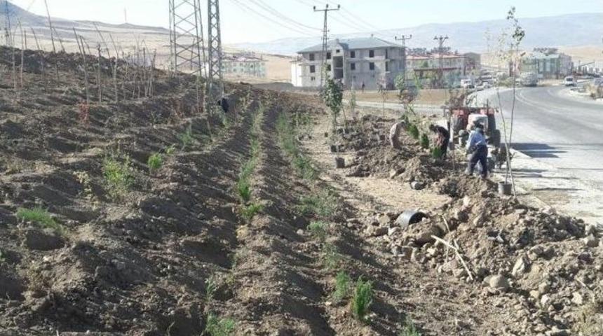 Varto&rsquo;da Ağa&ccedil;landırma &Ccedil;alışması