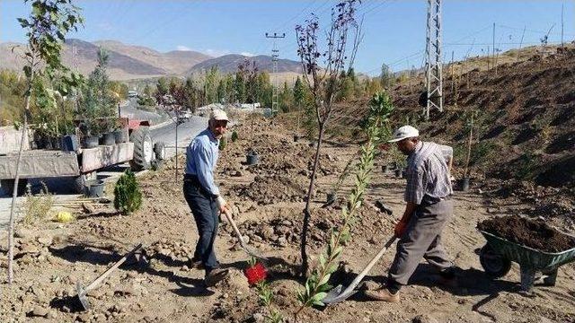 Varto’da Ağaçlandırma Çalışması 1