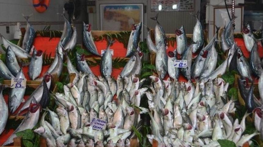 Balık&ccedil;ıların &Ccedil;inekop Ve Sarıkanat Bolluğu Beklentisi