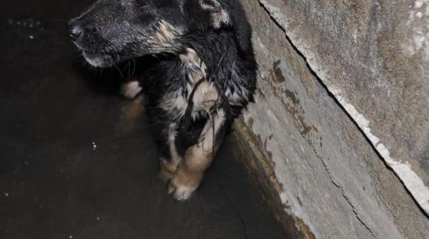 Kanala Atılan Yavru K&ouml;peği Hayvan Sever Vatandaş Kurtardı