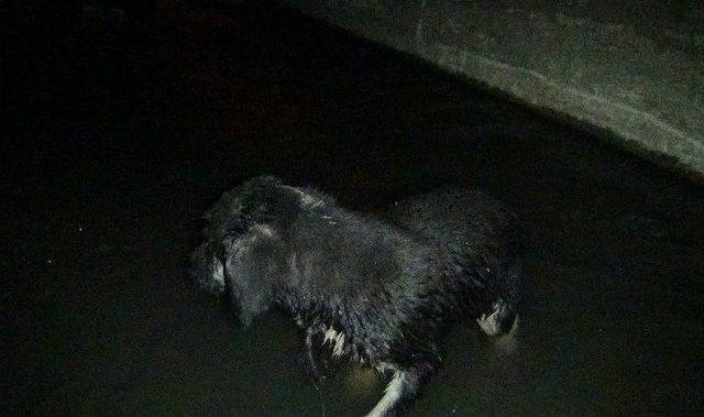 Kanala Atılan Yavru Köpeği Hayvan Sever Vatandaş Kurtardı 1