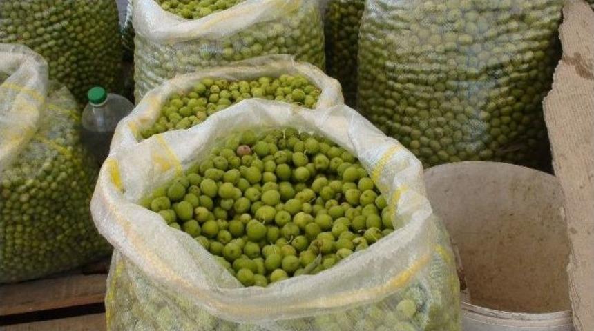 Kızıltepe&rsquo;de Yeşil Zeytin M&uuml;şteri Bulamıyor