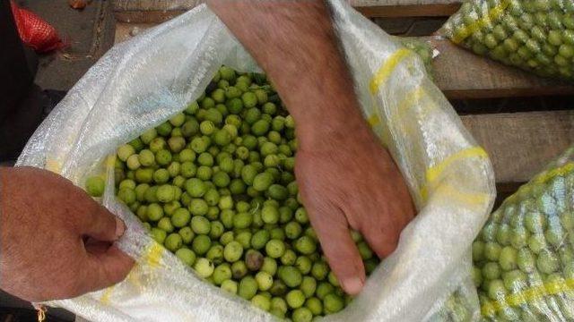 Kızıltepe&rsquo;de Yeşil Zeytin M&uuml;şteri Bulamıyor 1