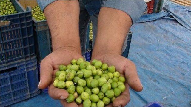 Kızıltepe&rsquo;de Yeşil Zeytin M&uuml;şteri Bulamıyor 3