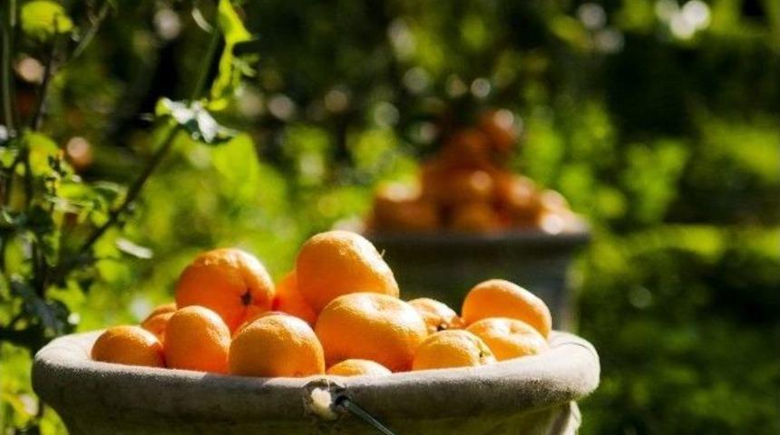 Ege B&ouml;lgesi&rsquo;nde Narenciye Rekoltesi 511 Bin 711 Ton