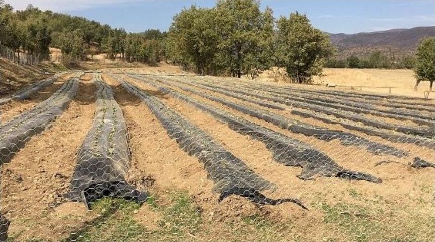 Mutki&rsquo;de &Ccedil;ilek Yetiştiriciliği