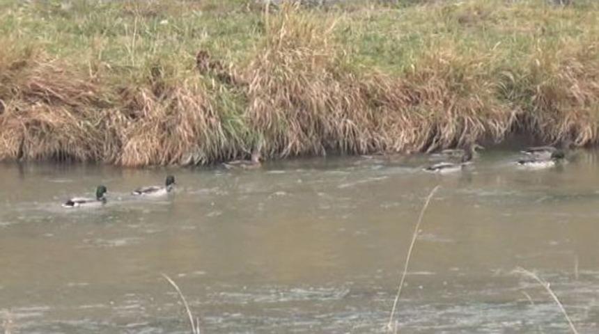 Yaban &Ouml;rdekleri Kars &Ccedil;ayı&rsquo;nı Mesken Tuttu