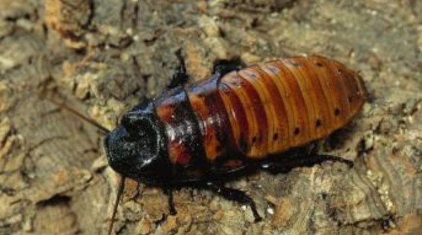 Madagaskar Hamam B&ouml;ceği Ziyaret&ccedil;ileriyle Buluşuyor